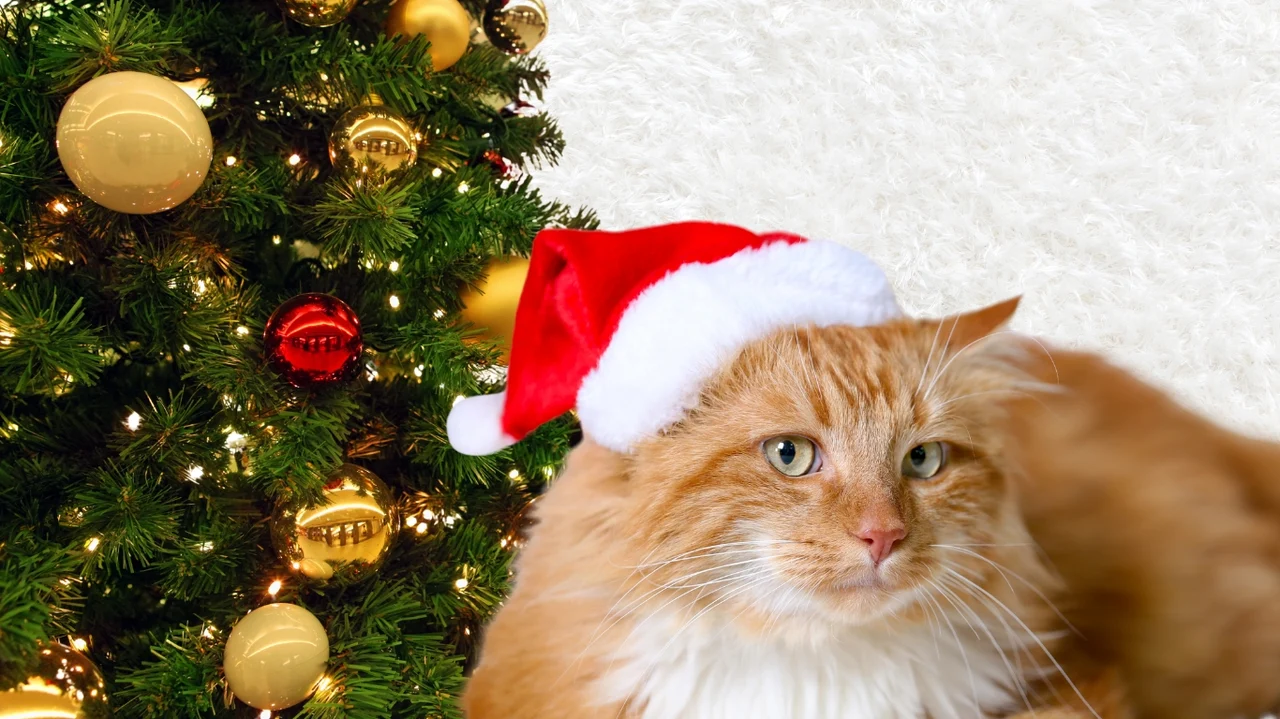 The Perfect Cat Christmas Tree | Keep Your Cat Safe