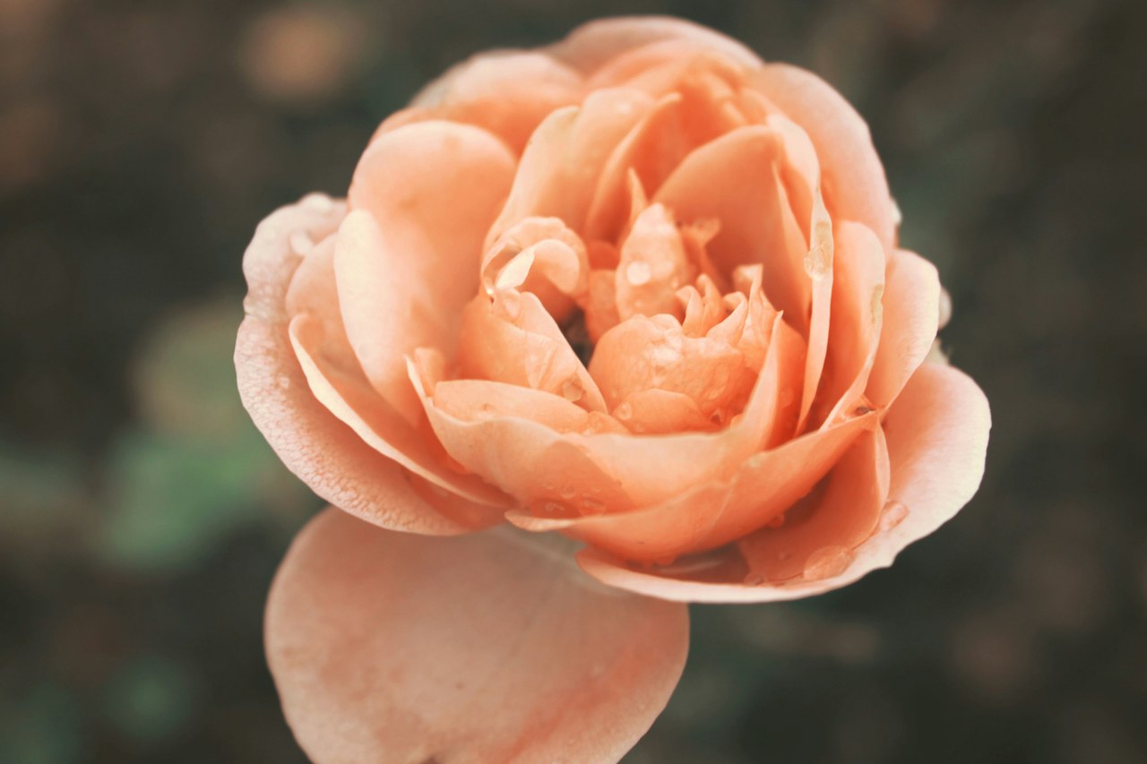 5 Romantic Spots in Scottsdale for Valentine's Day
